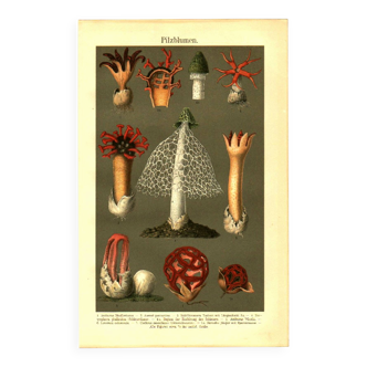 Botanical engraving from 1904 - Mushrooms - plants of the ancient forest litho
