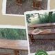 Pair of solid cherry wood farmhouse benches, 1950/60