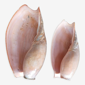 Set of 2 Cymbium Shells