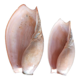 Set of 2 Cymbium Shells