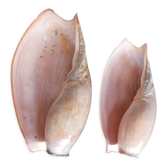 Set of 2 Cymbium Shells