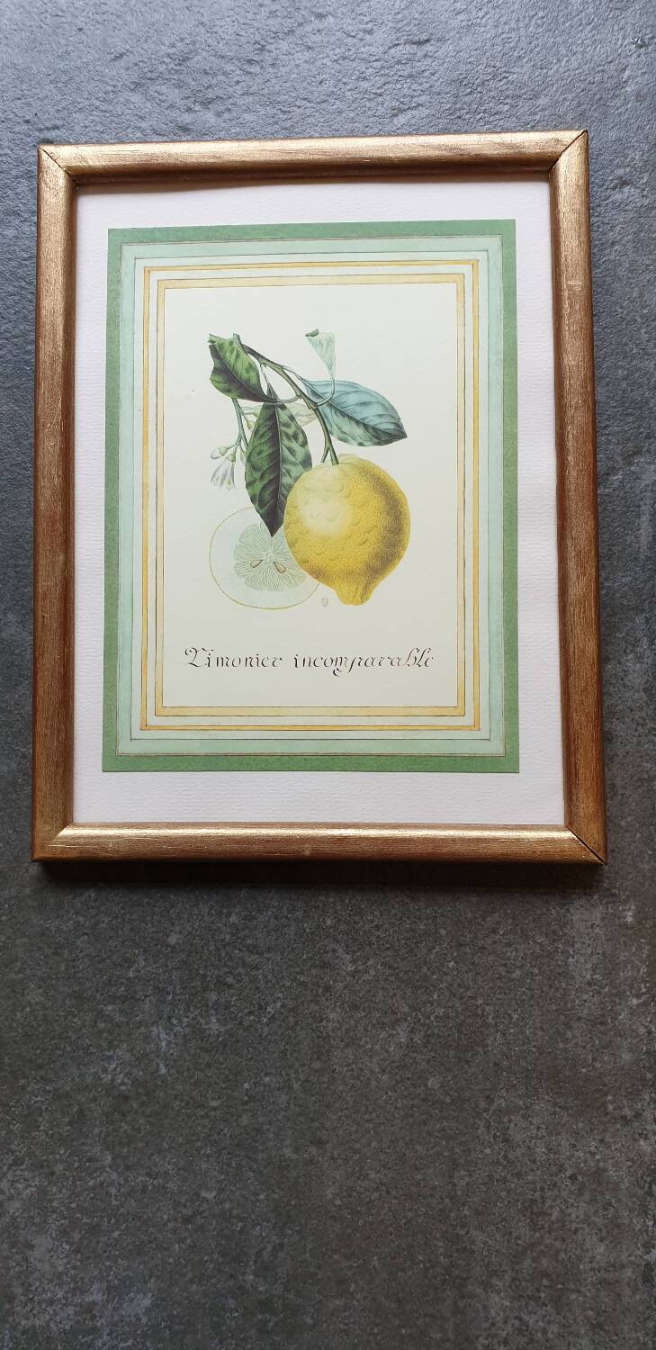 Planche botanique citronnier