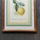 Planche botanique citronnier