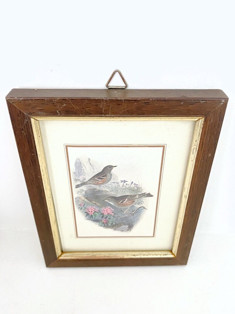 Set of three ornithological frames
