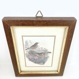 Set of three ornithological frames