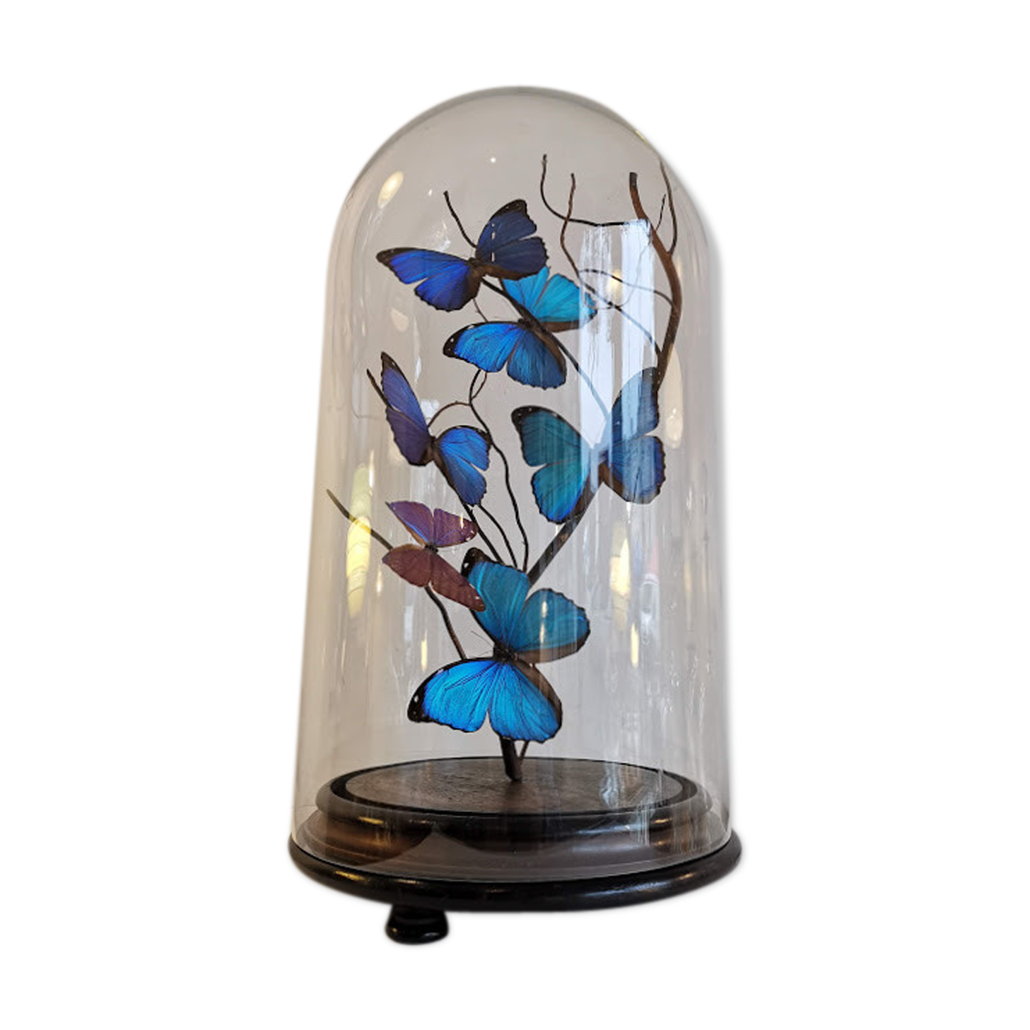 Papillons Morpho sous globe verre