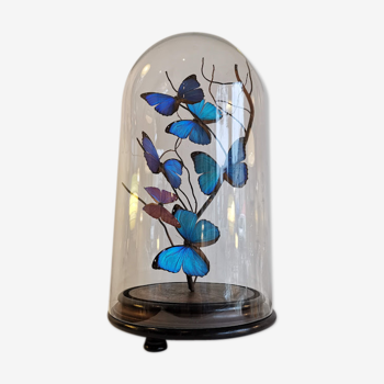 Morpho Butterflies under globe glass