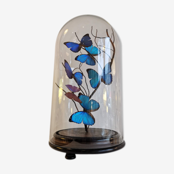 Papillons Morpho sous globe verre