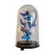 Papillons Morpho sous globe verre