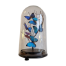 Morpho Butterflies under globe glass