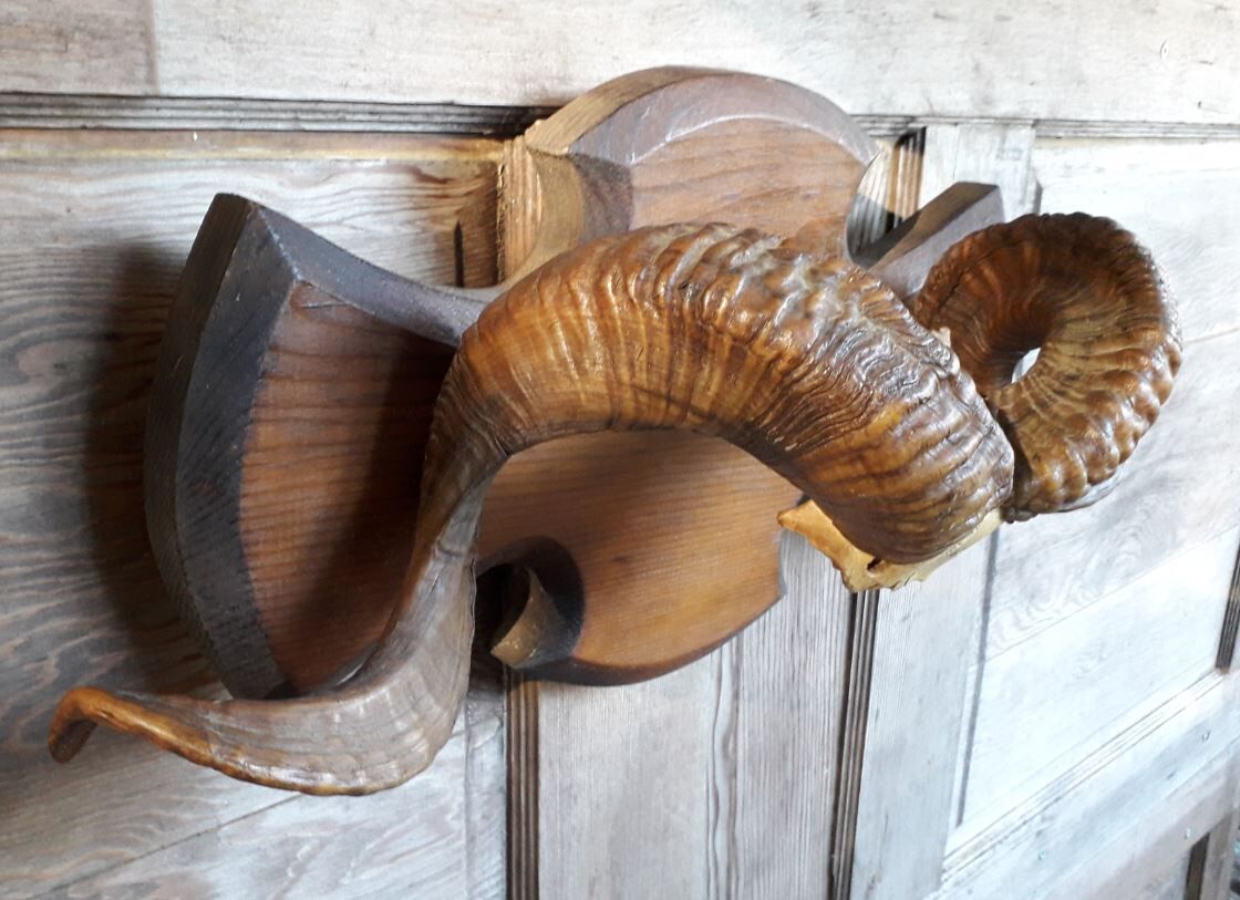 Massacre trophy ram mouflon pedestal wood