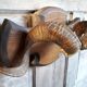 Massacre trophy ram mouflon pedestal wood