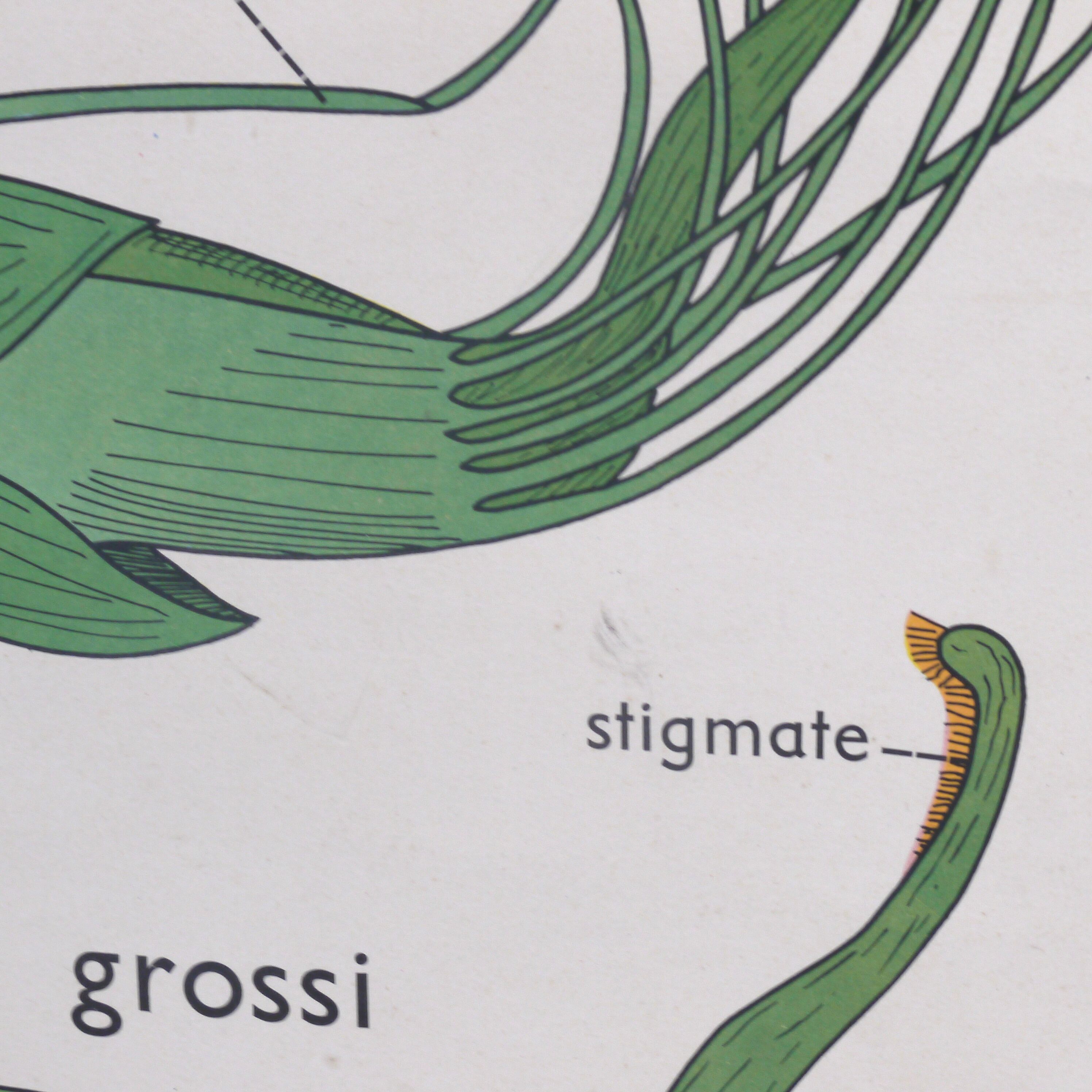 Displays educational Nightingale  l'eglantier and peas