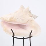 Shell on metal tripod base, 1950s