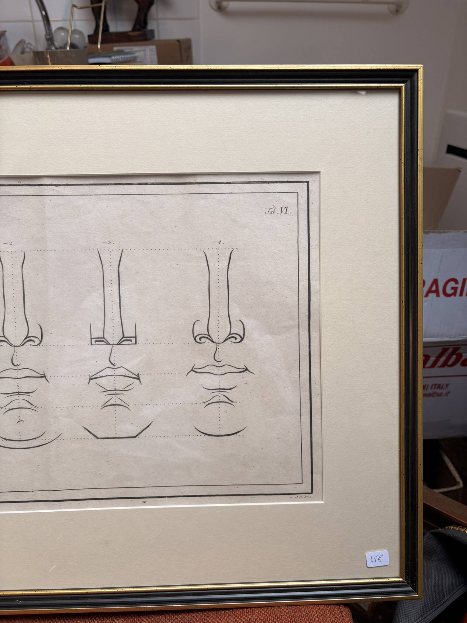 Old Print Engraving 19th Century Anatomy Nose Mouth Plate Head Morphology
