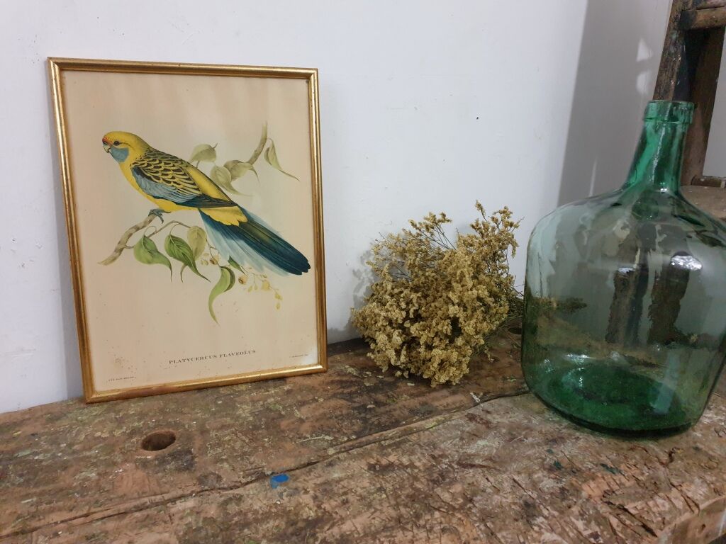 Table Bird illustration - Parakeet Flaveolus