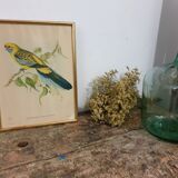 Table Bird illustration - Parakeet Flaveolus
