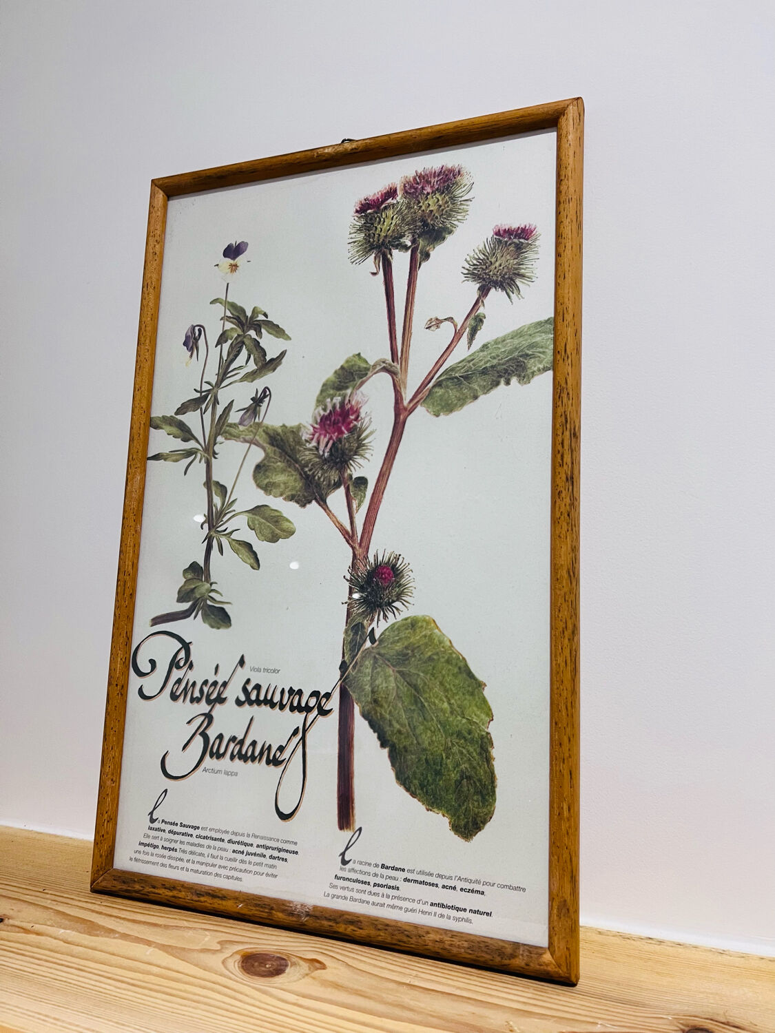 Frame pharmacy herbarium wild thought and burdock