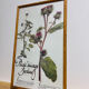 Frame pharmacy herbarium wild thought and burdock