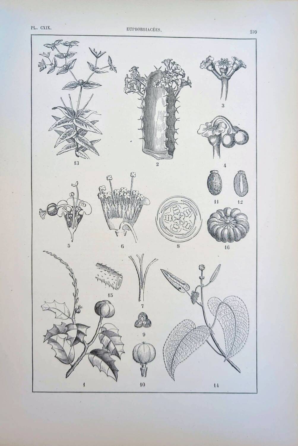 Printed in 1889, the Euphorbiaceae. Antique botanical plate.