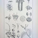 Printed in 1889, the Euphorbiaceae. Antique botanical plate.