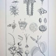 Imprimée en 1889, les Euphorbiacées. Planche botanique ancienne.