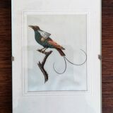 Bird setting