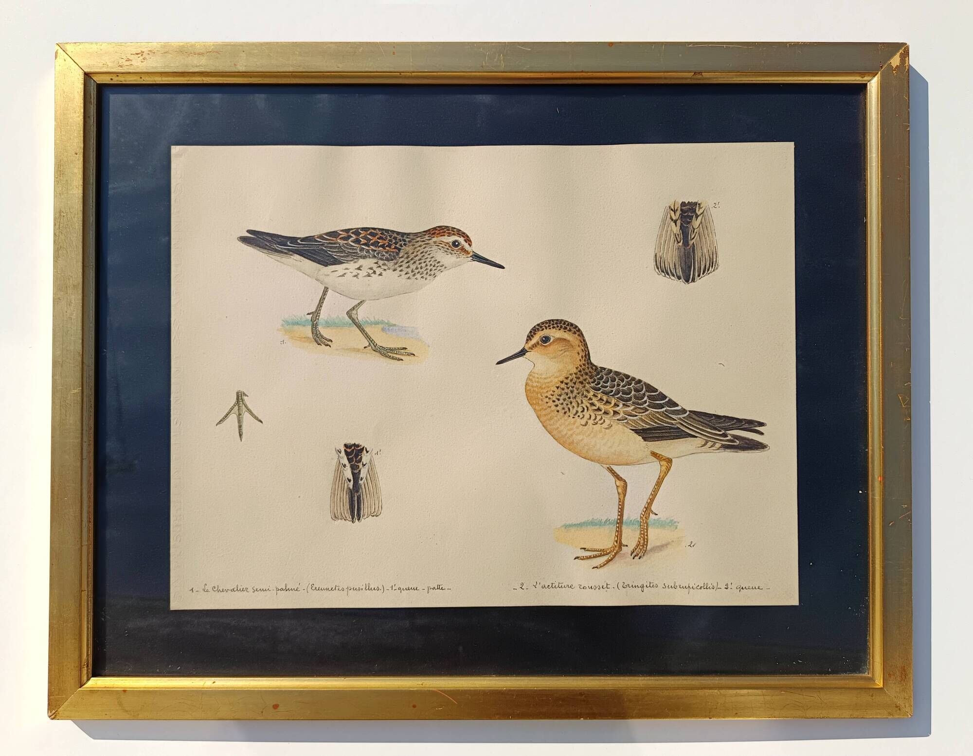 Old ornithological watercolor
