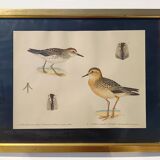 Old ornithological watercolor