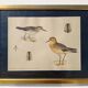 Old ornithological watercolor