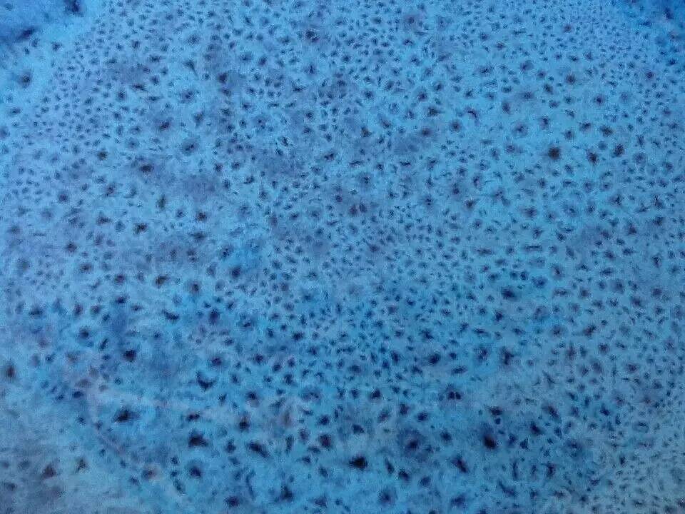 Presentation bowl enamelled ceramic, speckled navy blue