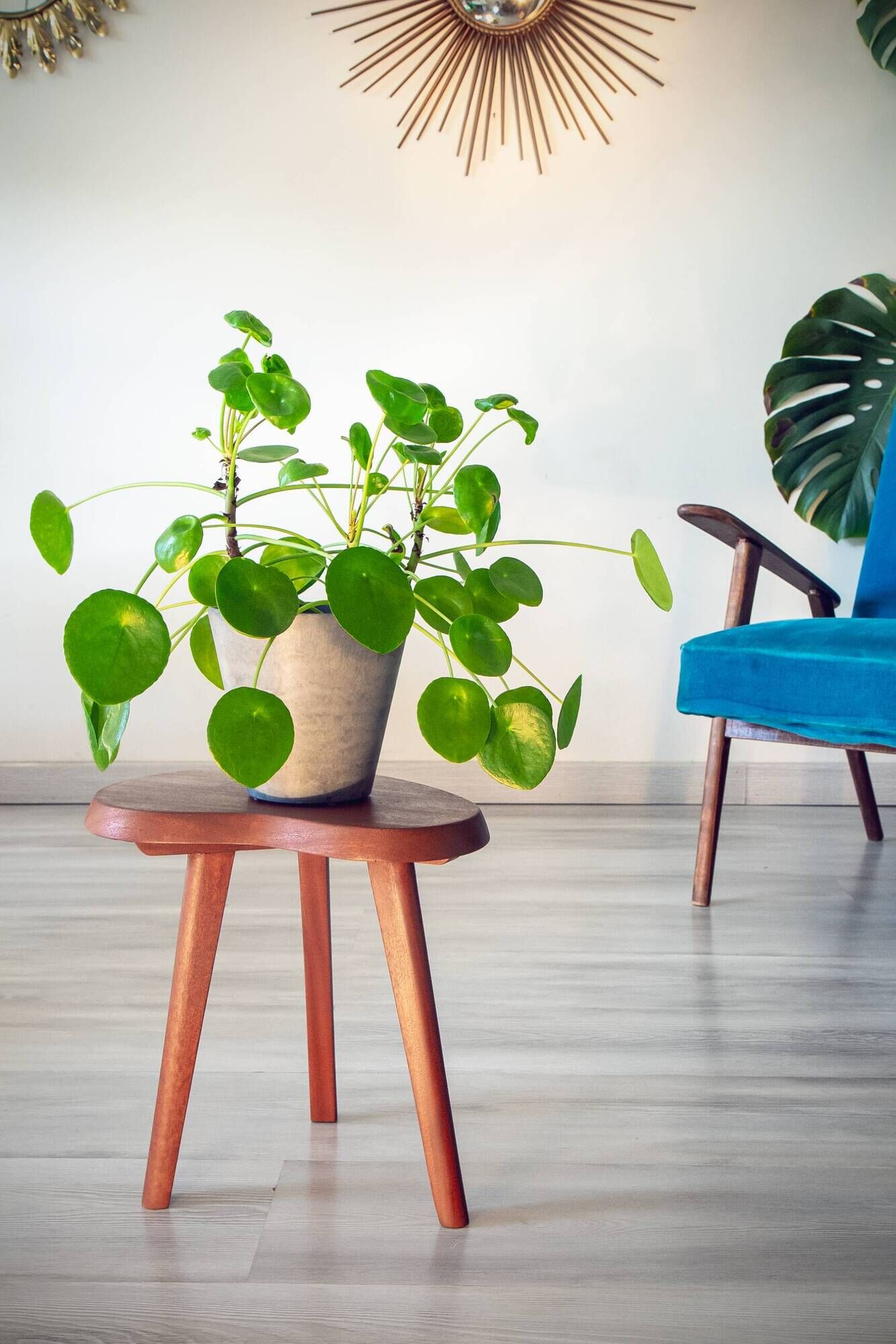 "Tripod plant stand 'bean', solid mahogany from the 1950s."