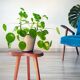 "Tripod plant stand 'bean', solid mahogany from the 1950s."