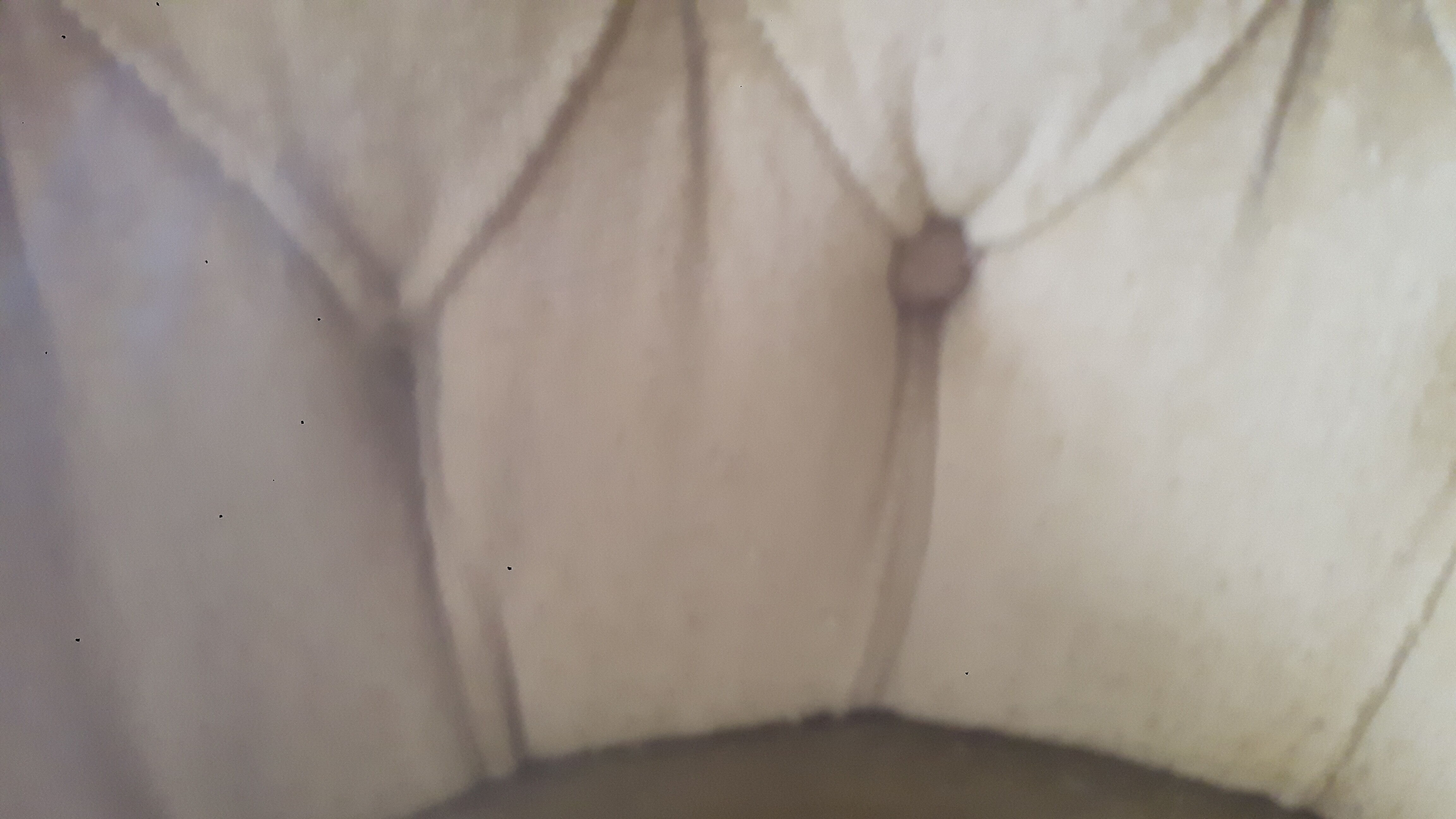 Toad green velvet lounge