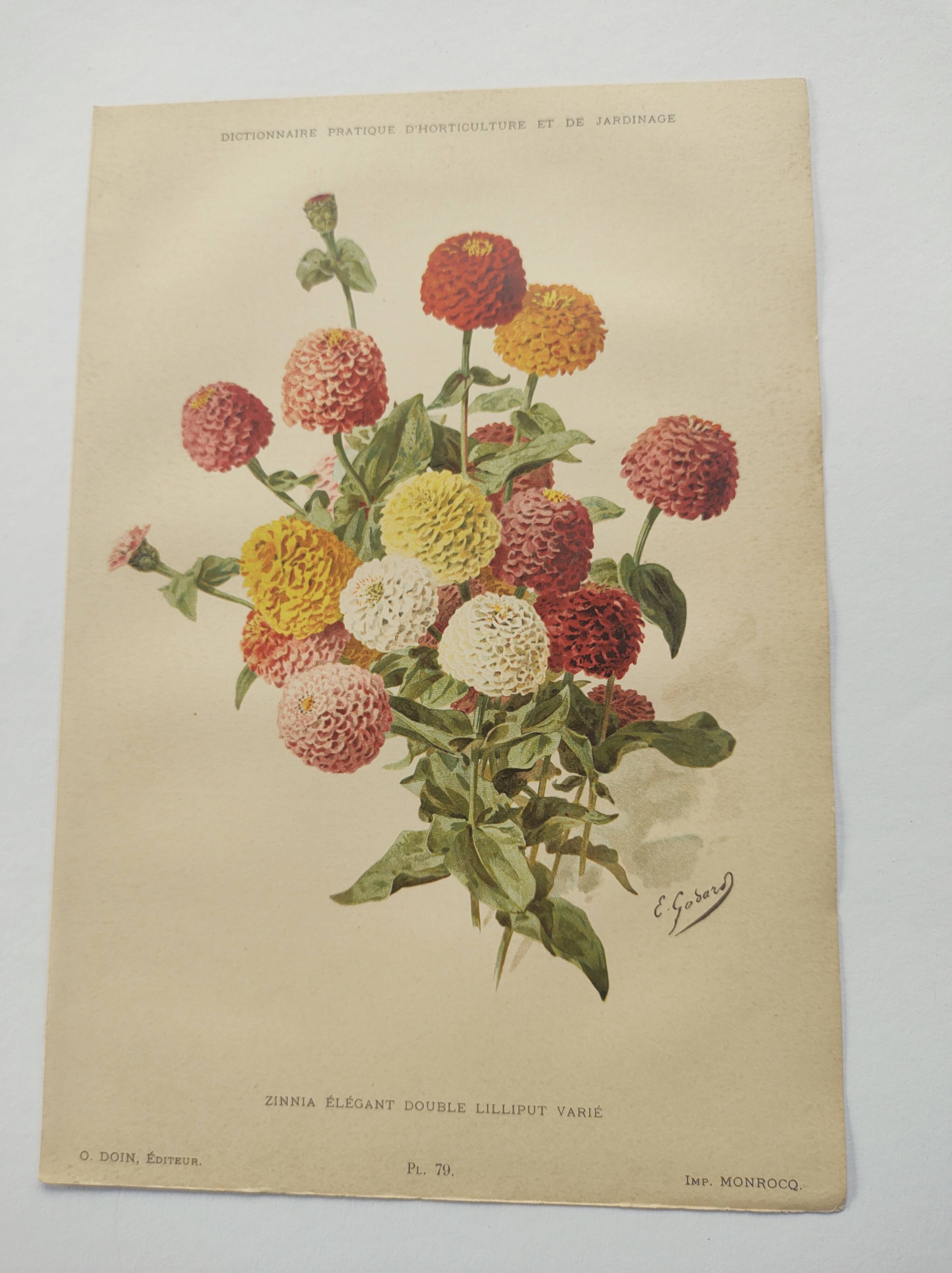 Botanical print from 1897 - Elegant Zinnia - vintage lithograph by Godard