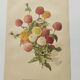 Botanical print from 1897 - Elegant Zinnia - vintage lithograph by Godard
