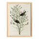 Poster of the Orange-crowned Warbler, after an old engraving