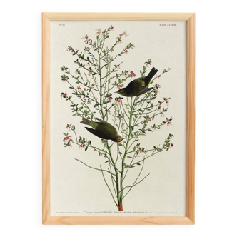 Poster of the Orange-crowned Warbler, after an old engraving