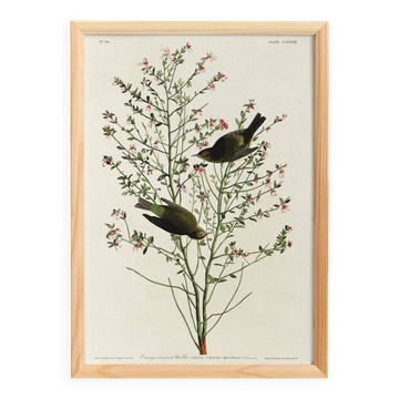 Poster of the Orange-crowned Warbler, after an old engraving
