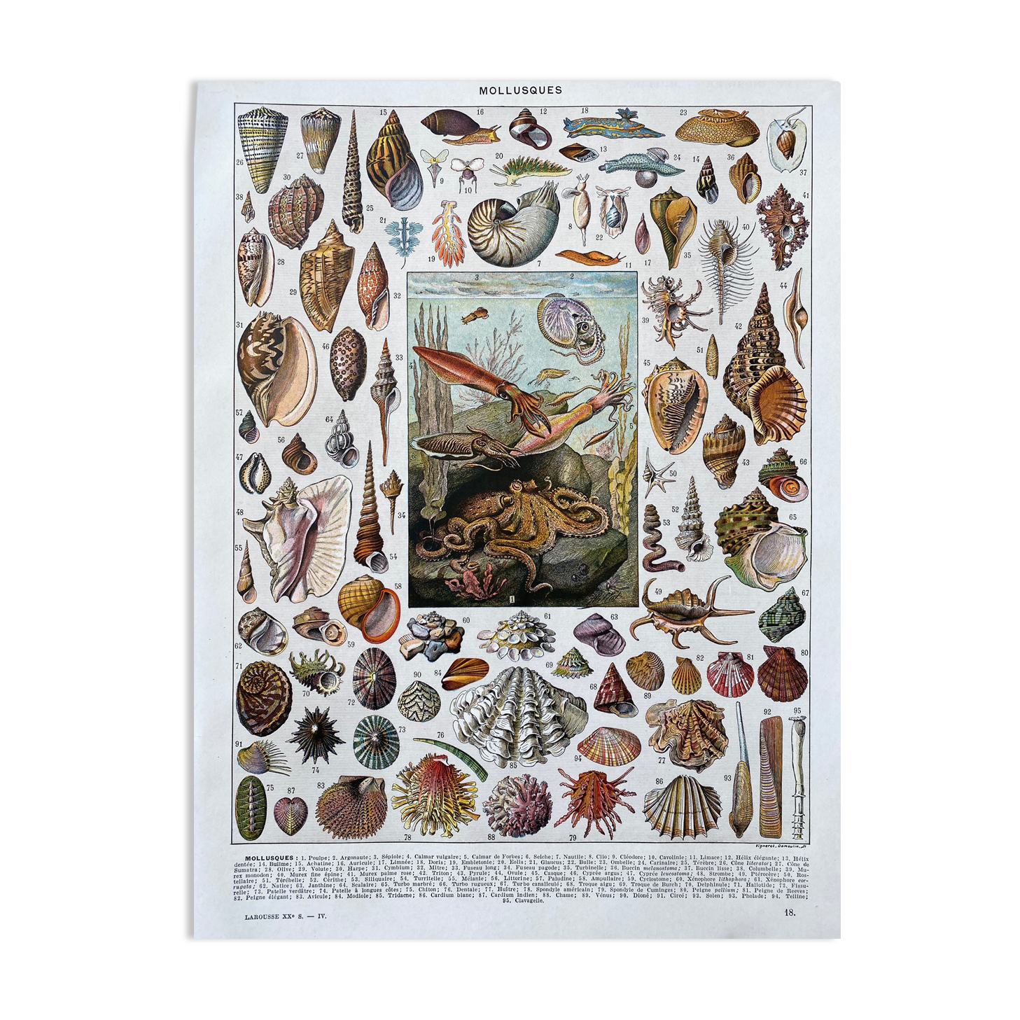 Illustration Millot "Mollusques"