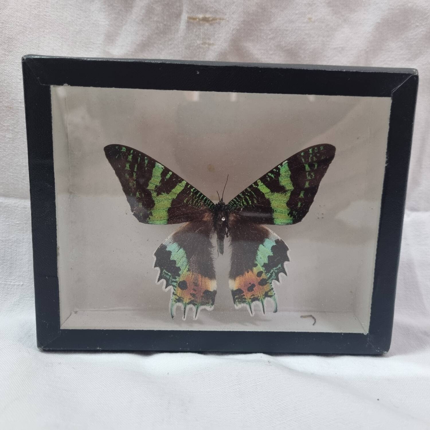 Papillon naturalisé Urania Riphéus,  Madagascar