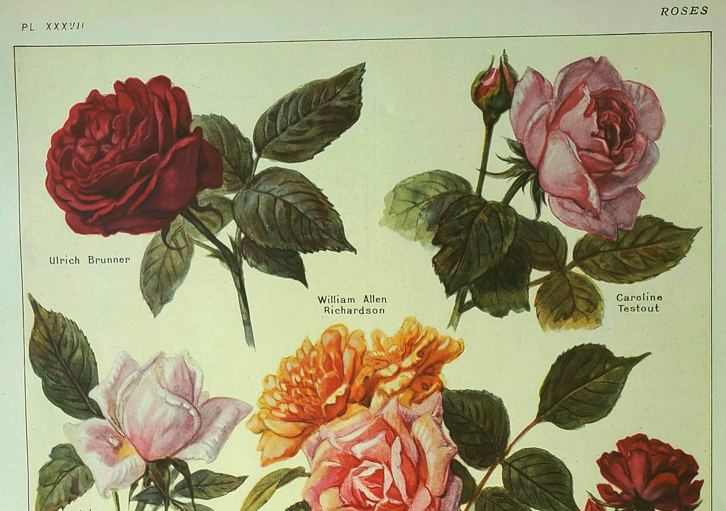 Botanical plate 1921 A. Millot - Roses, varieties, flowers, garden. Engraving