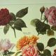 Botanical plate 1921 A. Millot - Roses, varieties, flowers, garden. Engraving