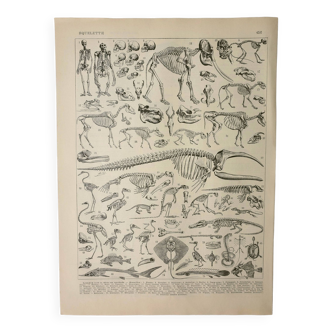 Gravure ancienne 1928, Squelettes d'animaux, anatomie • Lithographie, Planche originale