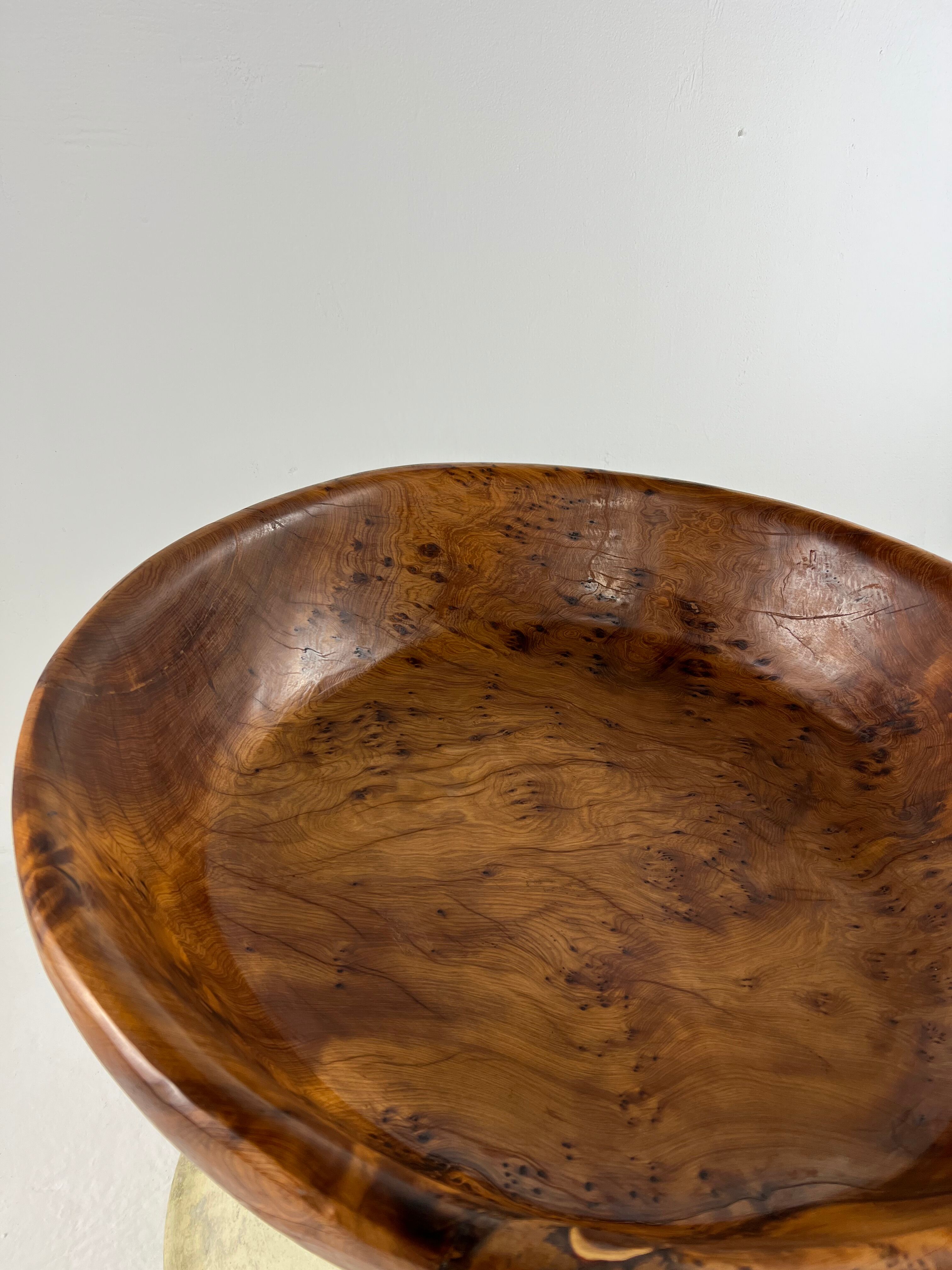 Xxl dish in tuya root