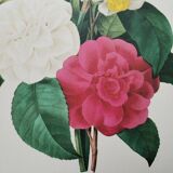 Original illustrated plate Bouquet of camellias, daffodils and pansies