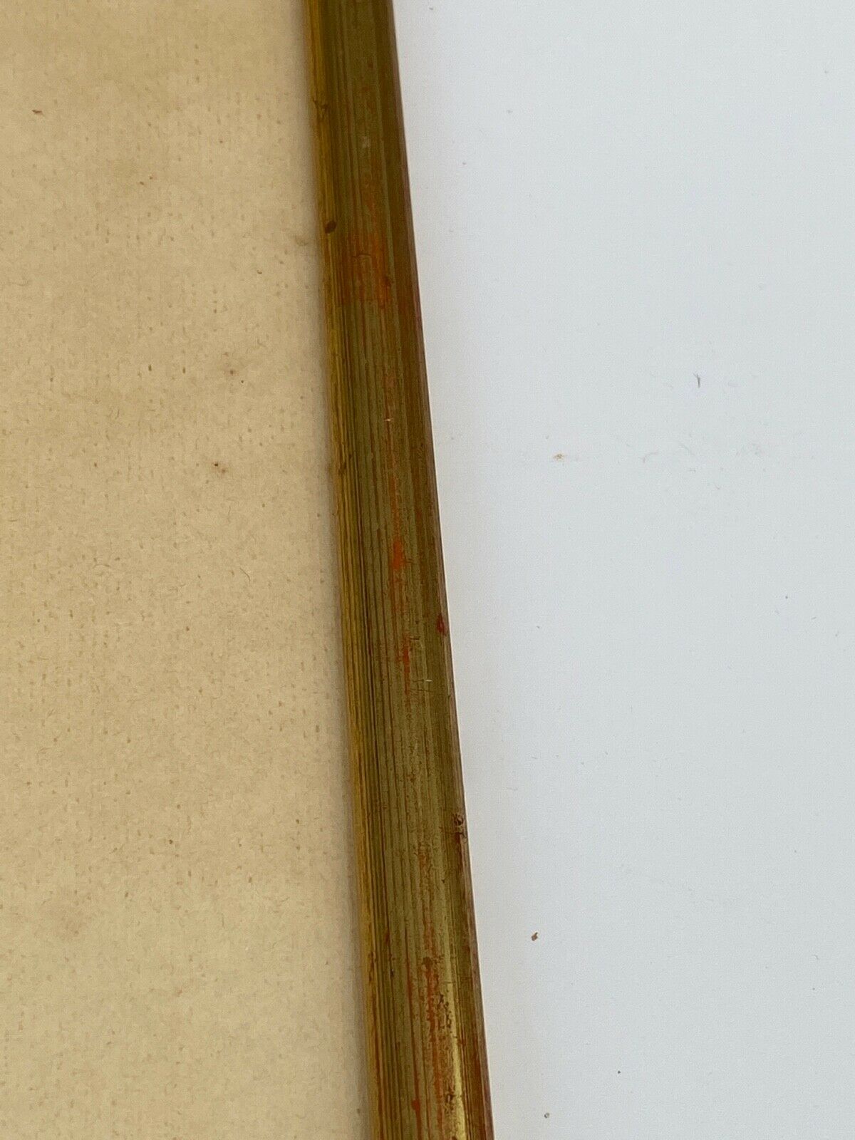 Lithographie rosier redoute Langlois Remond mousseux a fleurs blanches