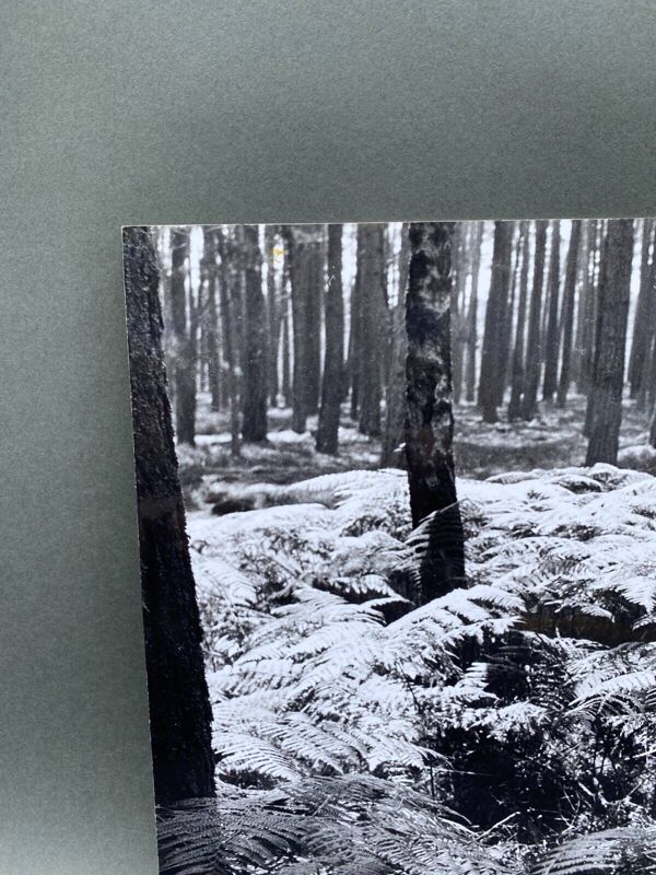 Photo argentique Bernard Darot XXe AFIAP Photo Club Nantais En Forêt