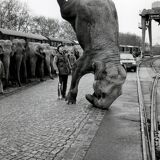 Elephant on the head