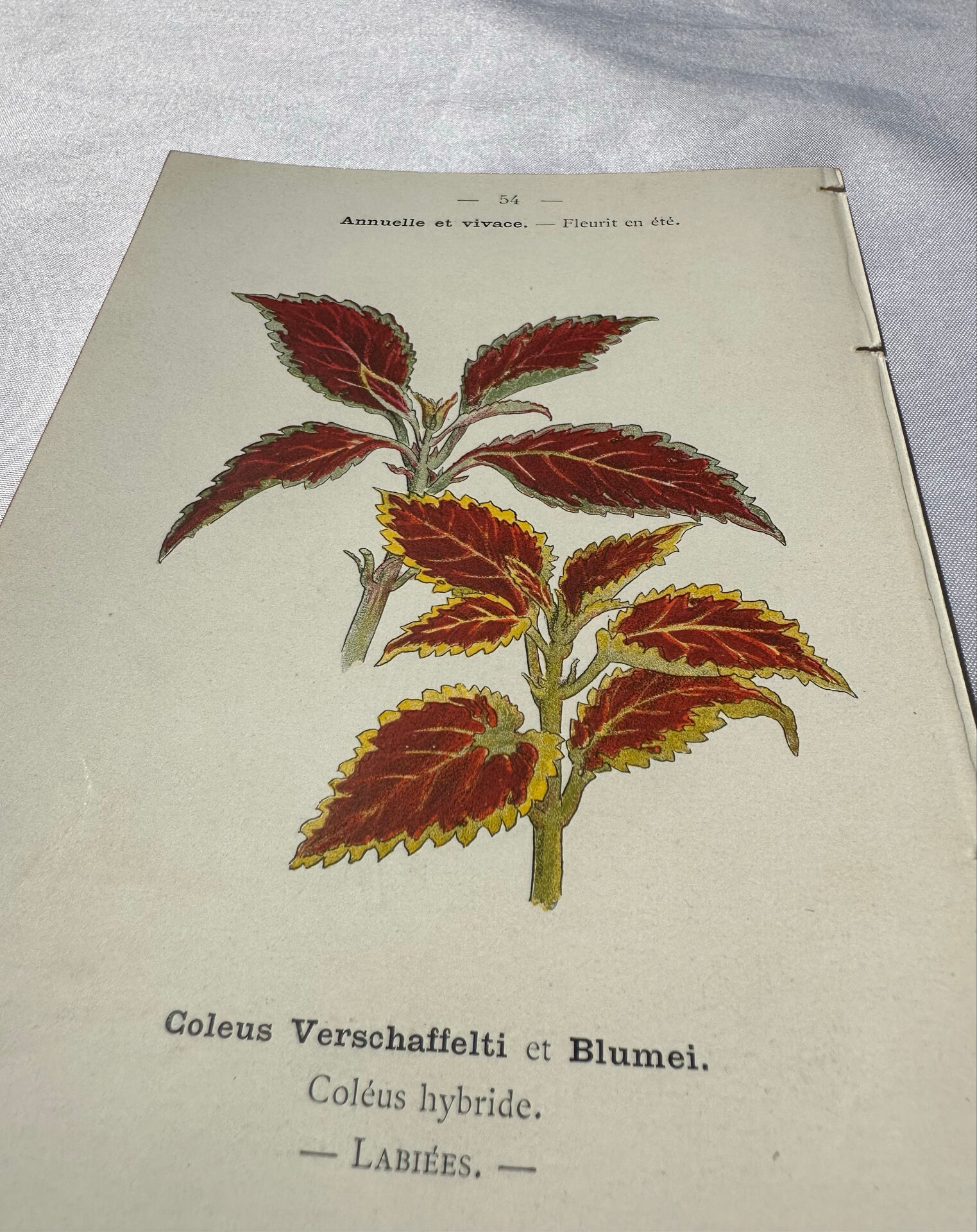 🌿 Botanical Plate Old Naturalist Engraving 19th Century Double-Sided
